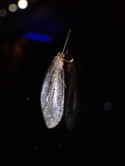 Kempynus latiusculus