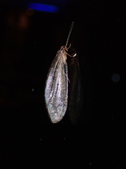 Kempynus latiusculus