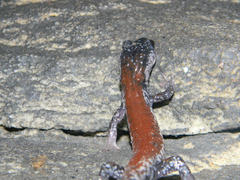 Plethodon yonahlossee