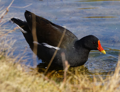 Gallinula chloropus