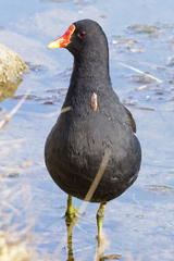 Gallinula chloropus