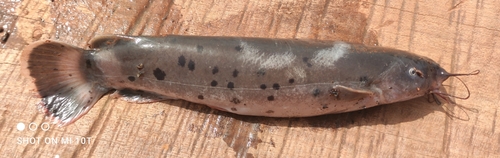 Electric Catfish