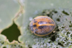 Epilachna clandestina