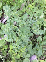 Lomatium triternatum