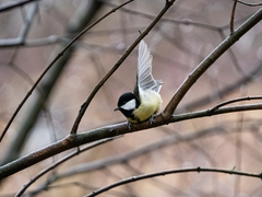 Parus major