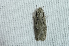 Semioscopis avellanella