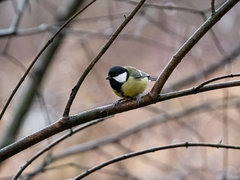Parus major
