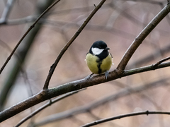 Parus major