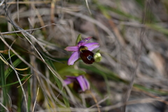 Ophrys bertolonii flavicans