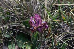 Iris adriatica