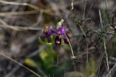 Ophrys bertolonii flavicans