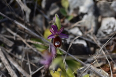 Ophrys bertolonii flavicans
