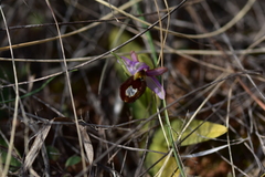 Ophrys bertolonii flavicans