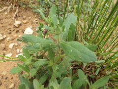 Rudbeckia hirta pulcherrima