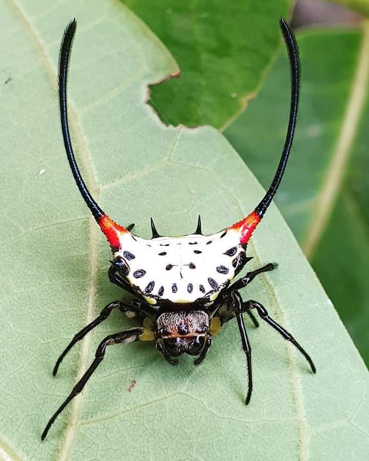 Gasteracantha sanguinea