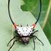Gasteracantha sanguinea - Photo (c) Linda Alisto, some rights reserved (CC BY-NC), uploaded by Linda Alisto