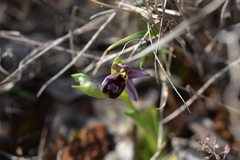 Ophrys bertolonii flavicans