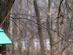 Parus major