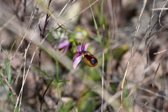 Ophrys bertolonii flavicans
