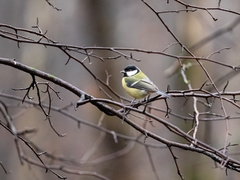 Parus major