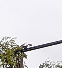 Passer domesticus