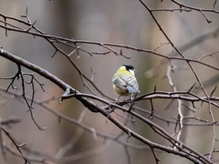 Parus major