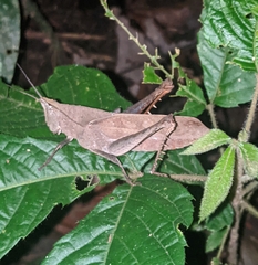 Colpolopha latipennis