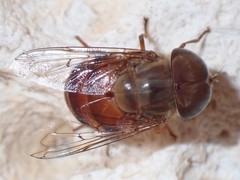 Copestylum isabellina