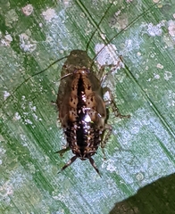 Neoblattellini