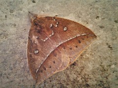 Catacantha ferruginea