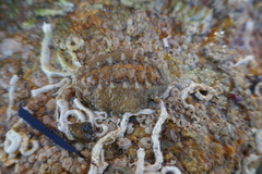 Acanthochitona fascicularis