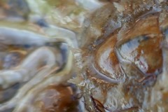 Acanthochitona fascicularis