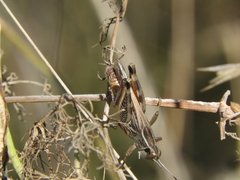 Dichroplus pratensis