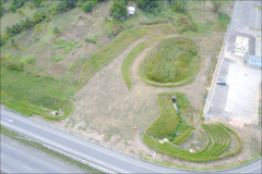 Chrysopogon zizanioides