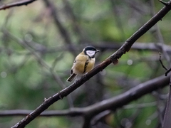 Parus major