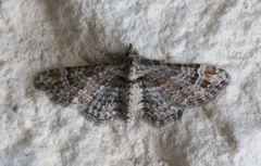 Eupithecia dubiosa