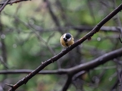 Parus major