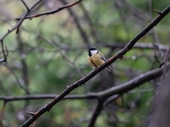 Parus major