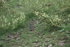 Xanthocephalus xanthocephalus