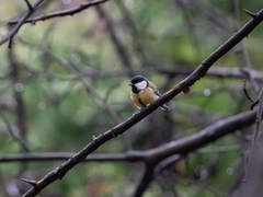 Parus major