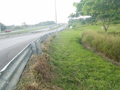 Chrysopogon zizanioides