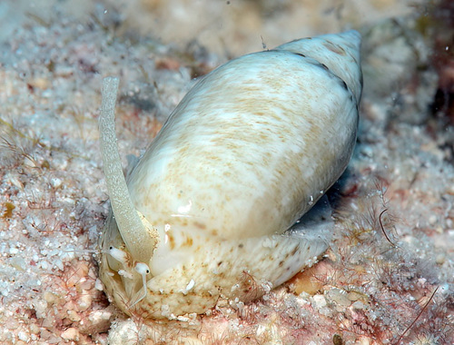 Oliva paxillus observed 2016-10-31