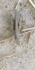 Orthoptera