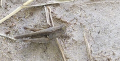 Orthoptera