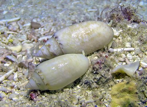 Oliva paxillus observed 2016-10-30