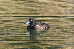Aythya fuligula