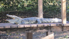 Crocodylus moreletii