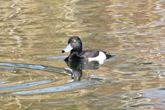 Aythya fuligula