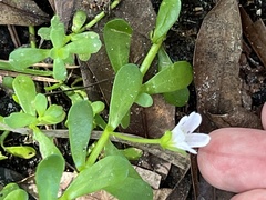 Bacopa monnieri image