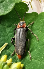 Cantharis reichei